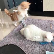 Tag Yo Baby Credit Luvicle Follow Boopiloveyou Tags Wholesomememe Wholesomeme Cute Love Memes Cute Cat Memes Cute Memes