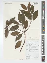 Image result for Leptactina arborescens