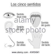 Five Senses Chart Sensory Organs Eye Ear Tongue Nose