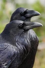 Big Black Bird With White Chest And It Came To Pass At The End Of Forty Days That Noah Opened The Window Of The Ark Which He Had Made And He Sent Forth A Raven Which Crow
