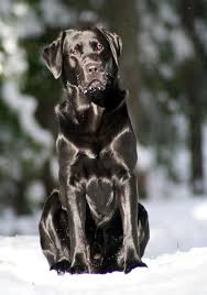 Pin By Bill Fleming On I Love Labrador Retrievers Labrador Retriever Black Labrador Labrador