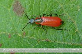 Kann mir jemand sagen, um was für tiere es sich dabei handelt? Kleine Rote Kafer Im Garten Was Hat Es Damit Auf Sich