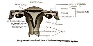 Study the reproductive system with labeled diagrams and quizzes. Draw A Neat Diagram Of The Female Reproductive Systen And Label Th