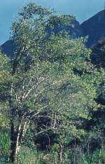 Image result for Canthium inerme