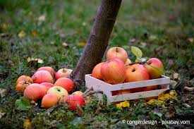 Den eigenen apfelbaum im garten zu wissen, bietet übrigens noch weitere vorteile. Apfel Richtig Ernten Und Verarbeiten Garten Hausxxl Garten Hausxxl