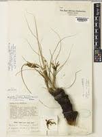 Image result for Xerophyta equisetoides