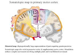 It contains many separate muscle groups, and often most have to be indicated for a drawing of a believable arm. Motor Cortex Organization Of Motor Cortex Motor Cortical