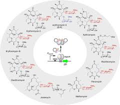 Image result for Macrolide