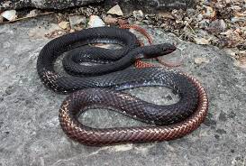 Eastern Coachwhip Masticophis Flagellum Flagellum Snake Venom Beautiful Snakes Lizard