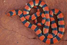 Western Ground Snake Reptile Snakes Snake Reptiles
