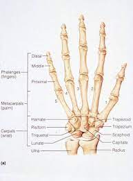 Hand Bones Carpal Bones Learn Bones Human Anatomy And Physiology Anatomy And Physiology Anatomy