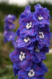 Delphinium Bluecandle Larkspur Dasante Candle Elatum Bluecandle Larkspur Delphinium Dasante Blue Larkspur Flower Delphinium Flowers Beautiful Flowers