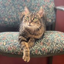North shore family pet hospital is centrally located at 300 skokie blvd. Village Veterinary Hospital Home Facebook