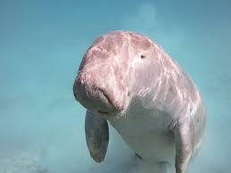 Sea Cows Sirenia Descended From Four Legged Mammals That Roamed Africa When This Continent Was Isolated They Belong To The Afrotheria Dugong Sea Cow Animals