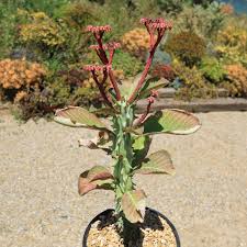 Image result for Monadenium