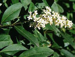 Il syringa vulgaris, chiamato volgarmente lillà è una pianta arbustiva formata da robusti rami ascendenti, ricoperti da larghe foglie cuoriformi. Siepi Profumate Siepi Caratteristiche Delle Siepi Profumate