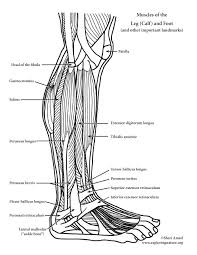 The muscle groups can work independently for specific movements. Muscles Of The Leg Calf And Foot Lateral View Advanced