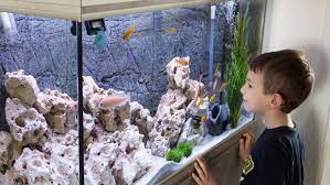 Memiliki sebuah aquarium ikan hias yang bersih dan tertata rapi adalah impian setiap pecinta ikan. Cara Membuat Aquarium Unik Agar Sudut Ruangan Menjadi Lebih Hidup Lifestyle Liputan6 Com