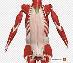 The pain may occur immediately upon injury or develop slowly over time. Erector Spinae Muscles Shoulder Vertebral Column Transversospinales Erector Spinae Muscles Fictional Character Human Back Rib Cage Png Pngwing