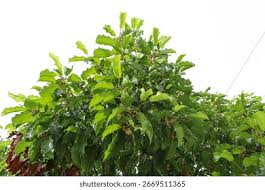 Image result for Mimusops