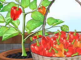 How To Grow Bell Peppers Indoors Growing Tomatoes Indoors Growing Bell Peppers Growing Vegetables Indoors