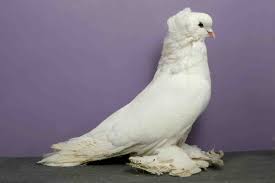 The Dark Secrets Of The Bird World Wait But Why Pigeon Breeds Pigeon Pictures Pigeon