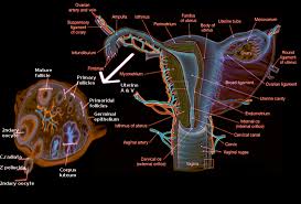 Anatomy Abdomen And Pelvis Ovary Article