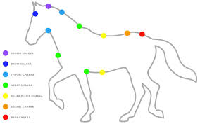 Equine Chakras And The Best Essential Oils