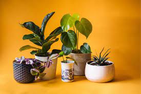 How To Grow Indoor Plants From Seeds