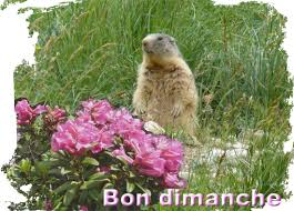 Bon dimanche - Le pouvoir des fleurs