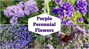 A good perennial for dry shade is barrenwort (epimedium). Purple Perennial Flowers 24 Brilliant Choices For Gardens