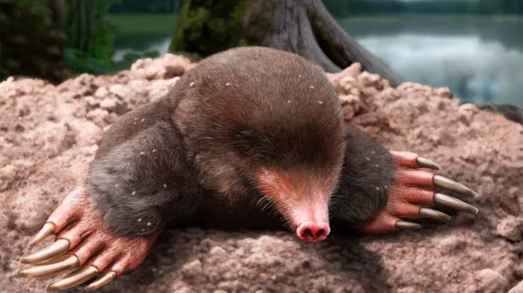Prehistoric 'scalopini' mole fossil uncovered in an ancient Spanish volcano  crater | Popular Science