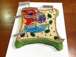 Natural Science 1 2 Biology Geology 3 Science Project Make A 3d Model Cell Plant Cell Cake Plant Cell Model Plant And Animal Cells