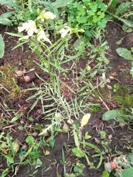 Image result for Sisymbrium burchellii