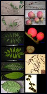 Image result for Aphanamixis