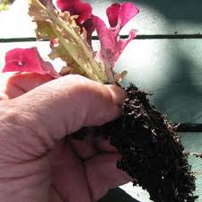 Plantation Des Salades D Automne