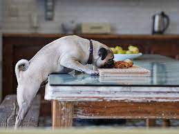 Human Foods That Are Toxic To Dogs