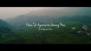 Dirangkum tribuntravel dari berbagai sumber, berikut 6 kegiatan seru di kebun teh gunung mas. Keindahan Alam Indonesia Kebun Teh Agrowisata Gunung Mas Puncak Bogor Dji Phantom 4 Pro Youtube
