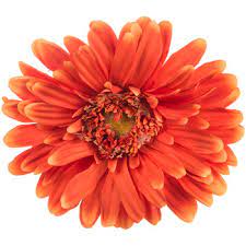 In this video we'll show you the tips and tricks you'll need. Orange Giant Gerbera Daisy Stem Hobby Lobby 666131