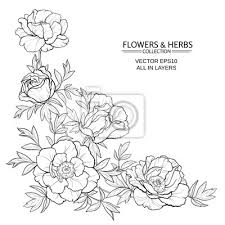 Check spelling or type a new query. Pfingstrosen Vektor Illustration Fototapete Fototapeten Pfingstrose Gruss Strauss Myloview De