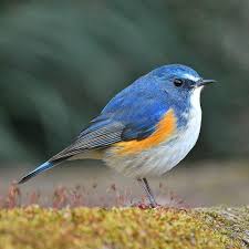 ルリビタキ red flanked buletail 真横からルリオくん 苔のステージに出て来てくれたところ 羽の瑠璃色が濃淡あり 輝きありで美しいなぁ おはようございます 先週の3つの家電品の不具合は 洗濯機の水漏れは部品交 blue bird bird river phoenix