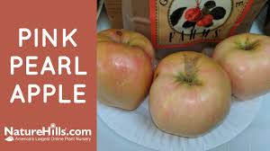 It is a wonderful table apple and makes beautiful pink applesauce! Pink Pearl Apple Naturehills Com Youtube