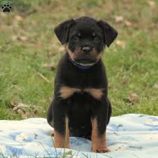 The rottweiler has origins that are unknown, however it probably descended from the italian mastiff. Jj Rottweiler Puppy For Sale In Pennsylvania