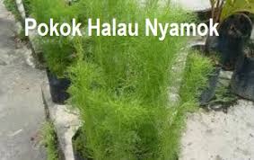 Pokok lavender juga dapat menghalau nyamuk dari berlegar di dalam dan juga di sekeliling rumah, menerusi kandungan zat linalool dan lynalyl asetat yang terkandung dalam pokok lavender ini. Anim Agro Technology Tanaman Menghalau Nyamok Apa Dia Part 1