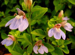 Image result for Justicia phyllostachys