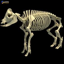 Animal Skeletons At Duckduckgo Animal Skeletons Pig Skull Skeleton