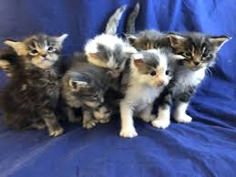 Black And White Maine Coon Cats For Sale Pin On Maine Coon Cats