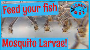 These insects have a lot of protein that the betta fish ingest. Mosquito Larvae Live Fish Food Youtube