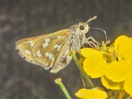 Image result for Ascolepis trigona