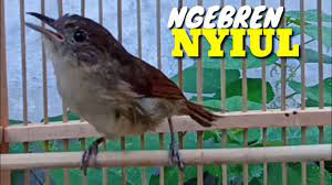 Dihalaman ini anda akan melihat gambar burung flamboyan jantan yang apik! Burung Flamboyan Jantan Dan Betina Pleci Bustomi Gacor Jantan Memanggil Betina Muzarab Buat Pancingan Youtube Kicau Burung Flamboyan Gacor Masteran Murai Batu Pleci